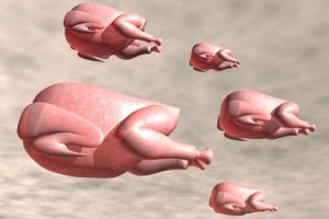 flying turkeys