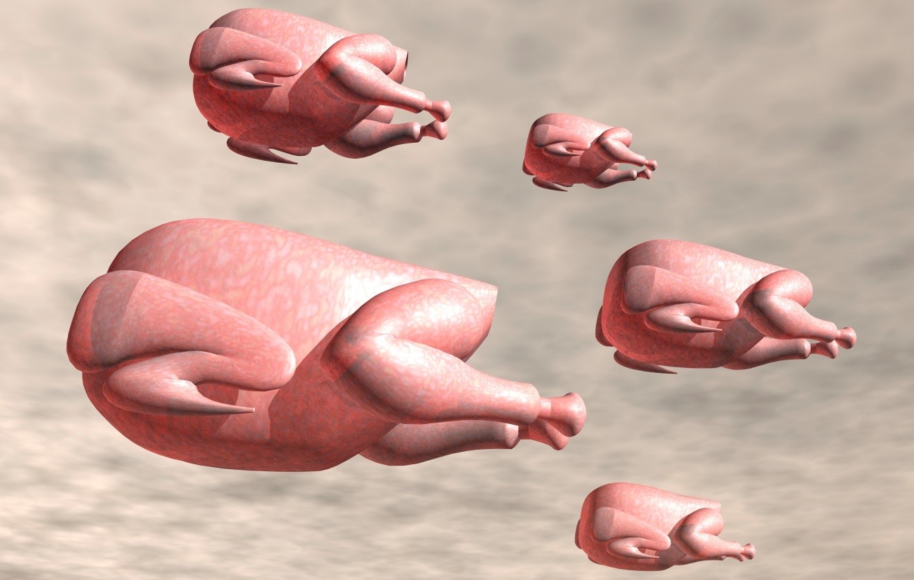 flying turkeys
